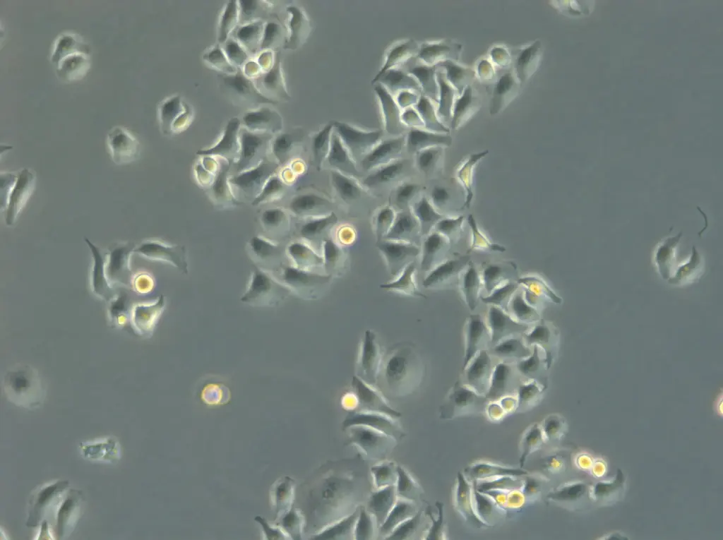 HK EGFP-LaminB1/H2B-mCherry Cells